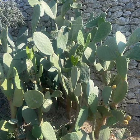 公寓 Manie Di Mare Bikers Friendly